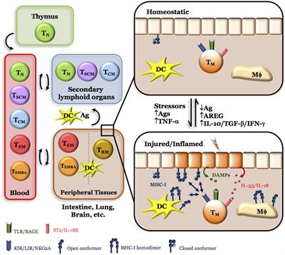 Divide, Conquer, and Sense: CD8+CD28− T Cells in Perspective